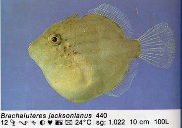 Brachaluteres jacksonianus